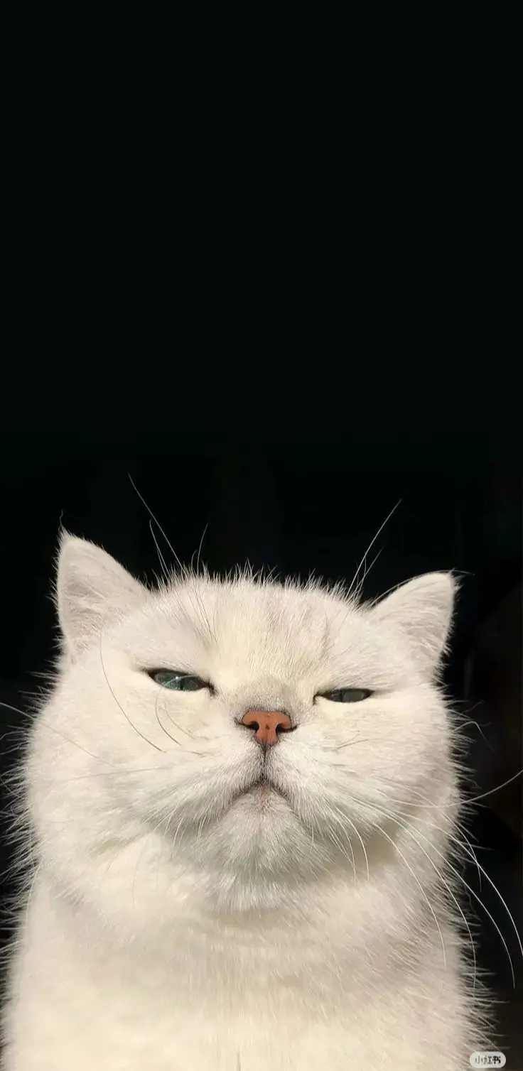 cute wallpapers 💋