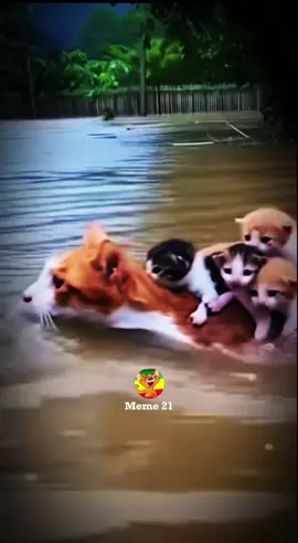 copylink🙌 #ethiopian_tik_tok  #viralvideos #et  #creatorsearchinsights 