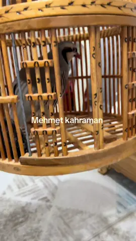 #sesli#keklikler#keşfetteyiz#