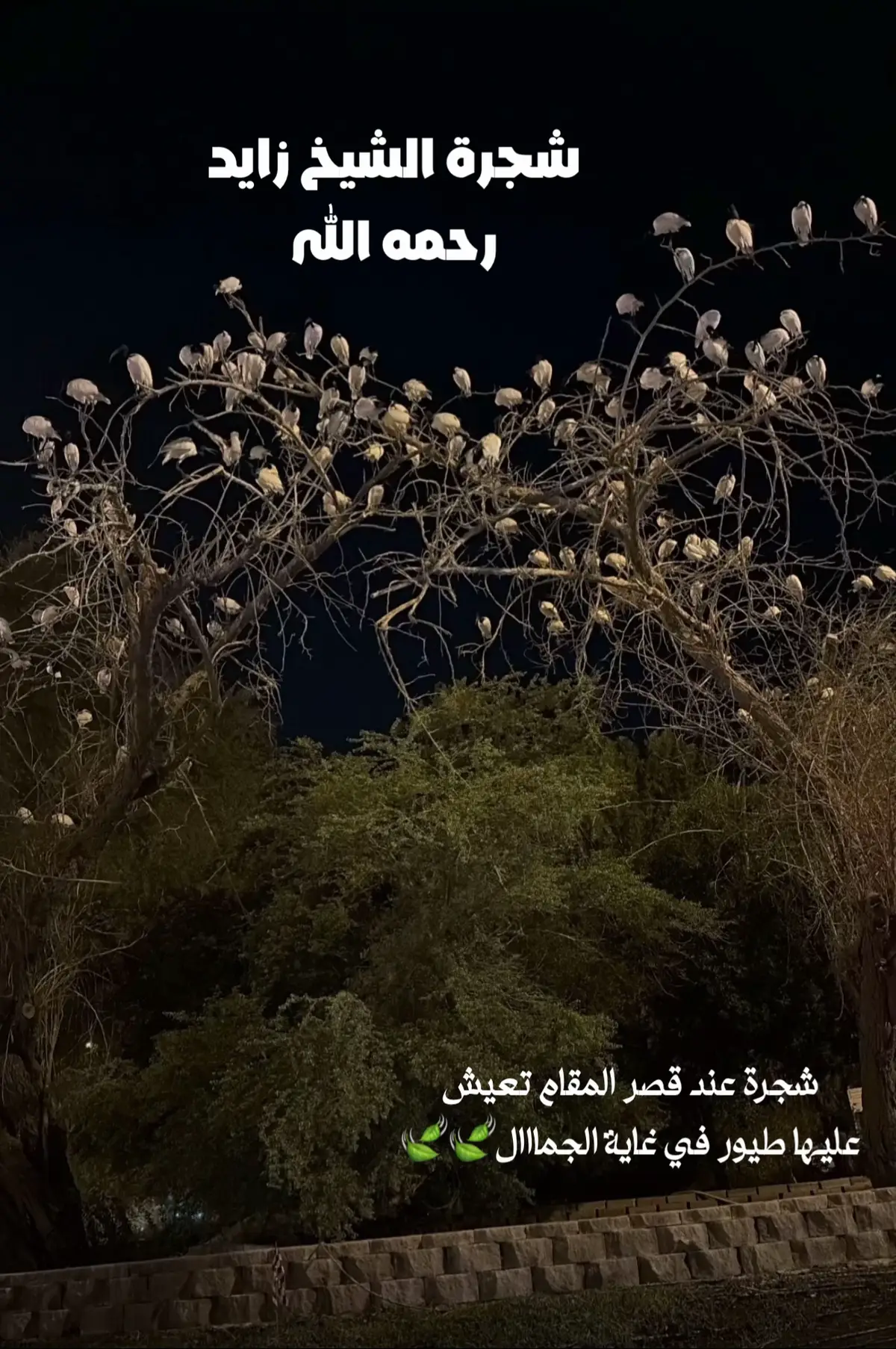 #الشعب_الصيني_ماله_حل😂😂 