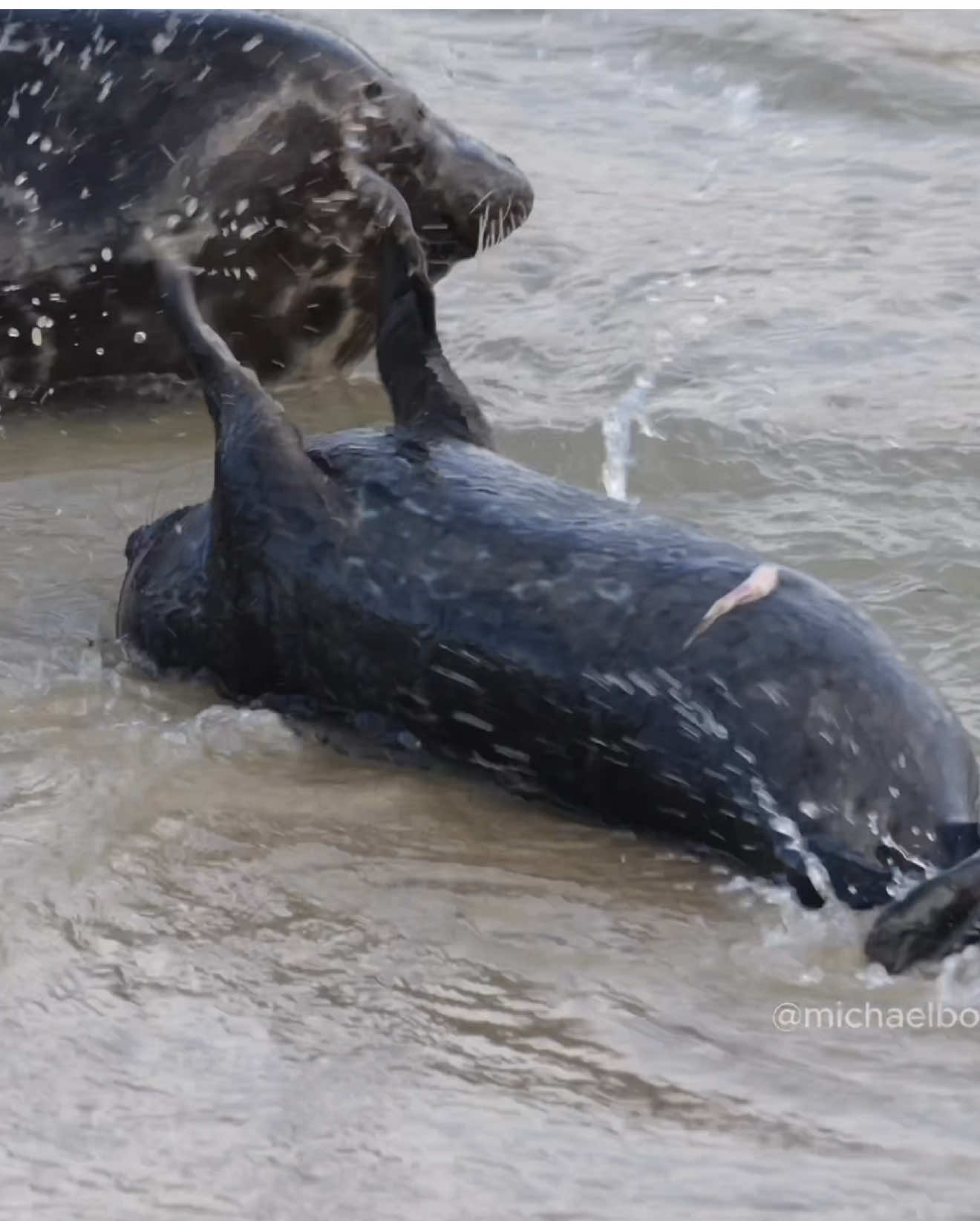 Newborn baby seal #seal #sealtok 
