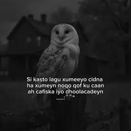 noqo qof dhoola caden badan 🫶🏾🖤 #foryoupage #fyp #viraltiktok #foryou #ciyaalxamar 