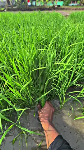 ndaut #fyp #petaniindonesia🇮🇩🇮🇩🇮🇩🌿🌿 #petanimuda #berandatiktok #ropang 