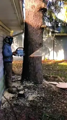 The moment when the big tree falls #fyp #satisfying #tree #oddlysatisfying #asmr 