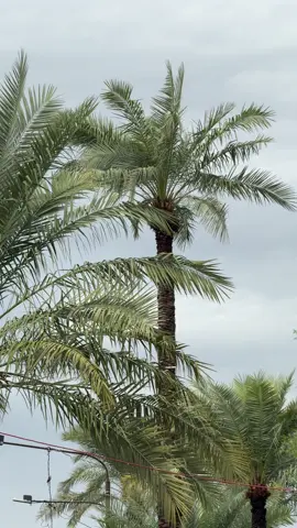 ها قد مطرت السماء، بكت الغيوم مما تحمل، وصرخت بالبرق كأنها تعلن عجزها. وكنتُ تحتها أراقبها، أشعر أنّ انهيارها نسخة صغيرة من انهياري، فكل ما في السماء يشبهنا… ينفجر ليهدأ، ونحن ننفجر لنزداد صمتًا  #تصويري📷 #مطر #نصوص #لايك #كتاباتي 