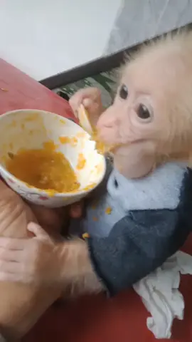 các cô chú có yêu Boy hãy flower Boy nhé 🥰🥰🥰#vậtnuôidễthương 