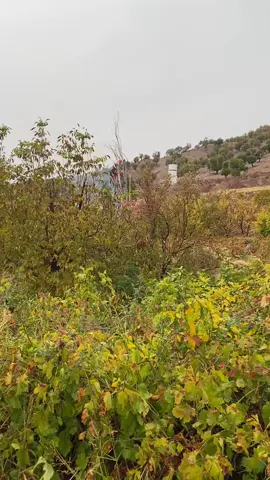 #hakeemalizebary #shvancomando 