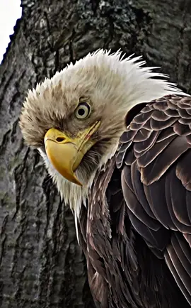 Other birds front look 😱#Empire_EDox #edits 