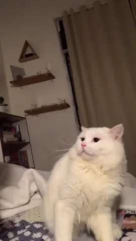 Funny white cat.😂#cat #catsoftiktok #funnycat #pets #usa🇺🇸 