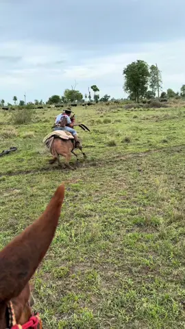 #muladeiros #patanal #pecuariabrasil🇧🇷🐂🐂🐂🐂 #mual #fyp 