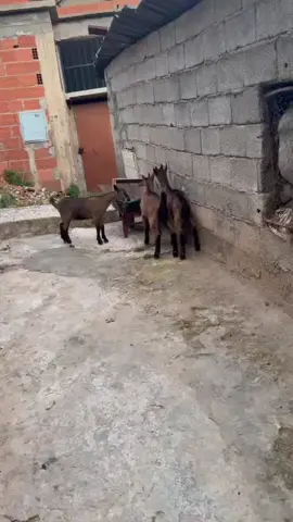 #الحمدلله_دائماً_وابداً #تربيةالمواشي06 #الحمدالله_علی_کل_حال❤ #السلعة_الحرة🥰❤️ #algeria 