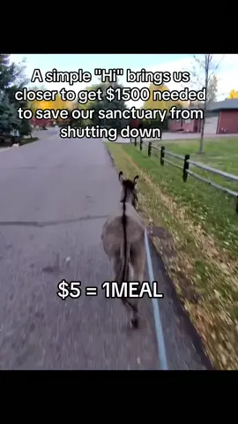 Every kind comment would mean a world to me #donkeys #donkeysoftiktok #usa_tiktok #usadonkey🇺🇸 #unitedstates 