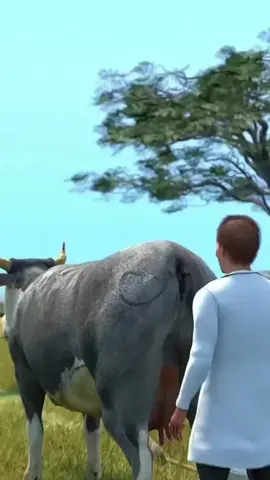 Eles pintaram olhos gigantes no traseiro das vacas no campo #curiosidades #educação #fatos #vocesabia 