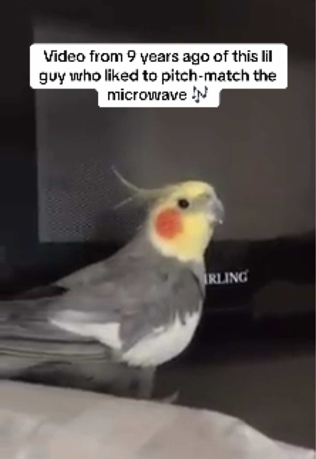 His name was Sunny 💛 such a little cutie! #cockatiel #parrots #cutebirds 