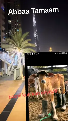 #duet with @Abdi Getachew Abebe #uae #Ethipia tiktok #oromotiktok #tiktokviral @Abdi Getachew Abebe 