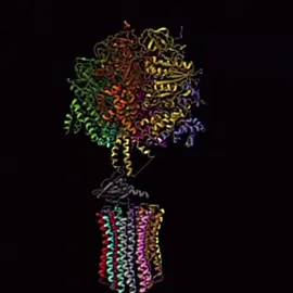 ATP SYNTHASE I One of the most fascinating structures ever! ATP synthase is the enzyme that makes ATP, the structure of ATP Synthase is a rotary motor, it literally spins. #Science #edits #biology #protein #energy 