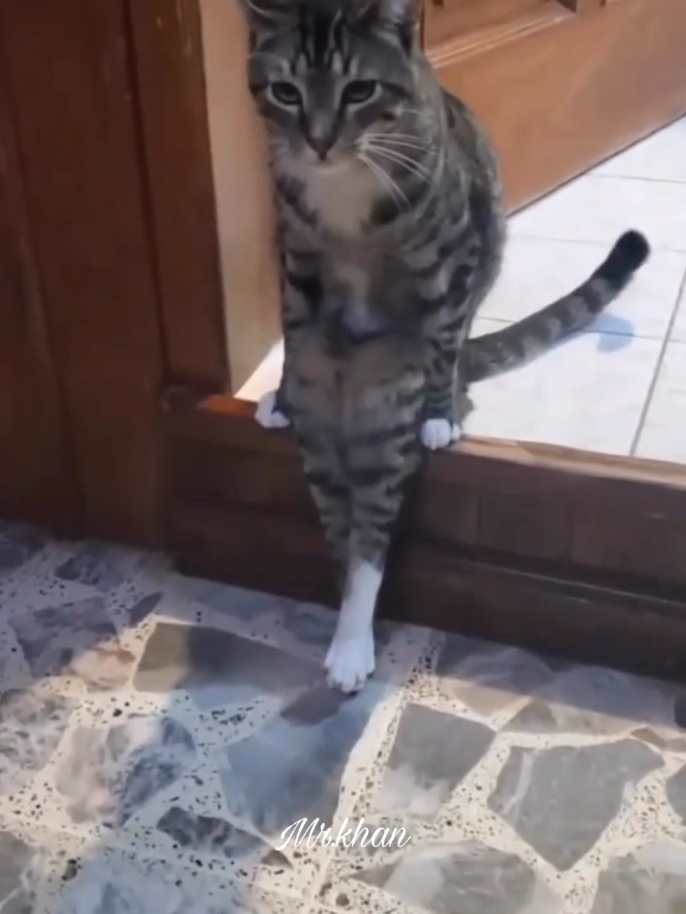 🐱cat skills #catlover #cat #kucing #animal #fyppppppppppppppppppppppp 