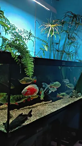 🥰#CapCut #fyp #fish #ikan #aquarium #peacockbass #ikanhias 