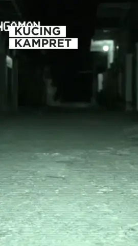 #fypシ゚ #hewananeh #hewanlucu #lucubanget #lucuabis #viral#viral#viralvideo #viraltiktok #viral #kucing#kucinglucu #kucingtiktok #fypage #kucinggemoy