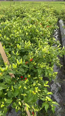 😍😍😍 #caberawit #petanicabe #fyp