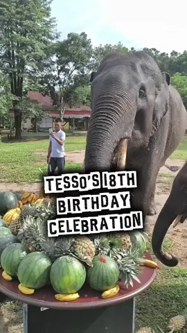 Happy 18th Birthday, Tesso! 🐘 Hari ini Tesso merayakan ulang tahunnya yang ke-18 dengan penuh kebahagiaan. Bahkan beberapa penggemar dari kalangan artis ikut mengucapkan selamat ulang tahun untuk sang gajah kesayangan ini. Dalam perayaan spesial ini, Tesso menikmati pesta buah-buahan segar bersama adik-adiknya, Harmoni dan Domang lengkap dengan tumpukan buah favorit yang melimpah. 🍉🍌🍍 Terima kasih untuk para onty dan angkel yang sudah memberikan perhatian dan makanan lezat untuk Tesso. Dukungan kalian membuat hari istimewa ini semakin berarti. 🤍 Selamat ulang tahun, Tesso! Semoga selalu sehat, bahagia, dan terus menjadi ikon yang dicintai banyak orang.