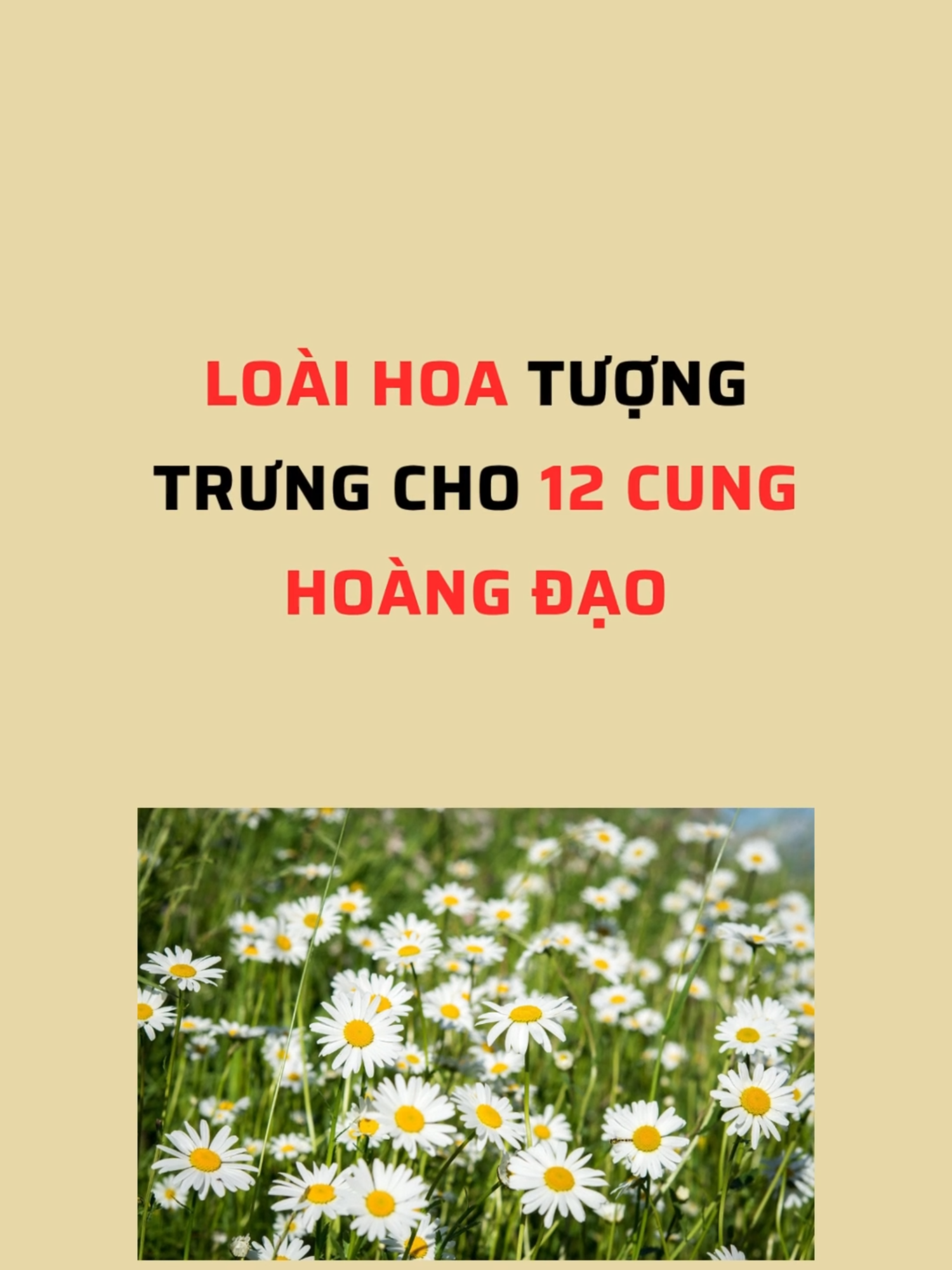 Loài hoa tượng trưng cho 12 cung hoàng đạo #sachhaybooks #tamtrang #xuhuong #trieuview #cunghoangdao