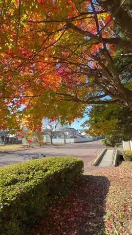 🍁🍂🍃 #autumnvibes #aki #japan🇯🇵#japanlife #おすすめ 