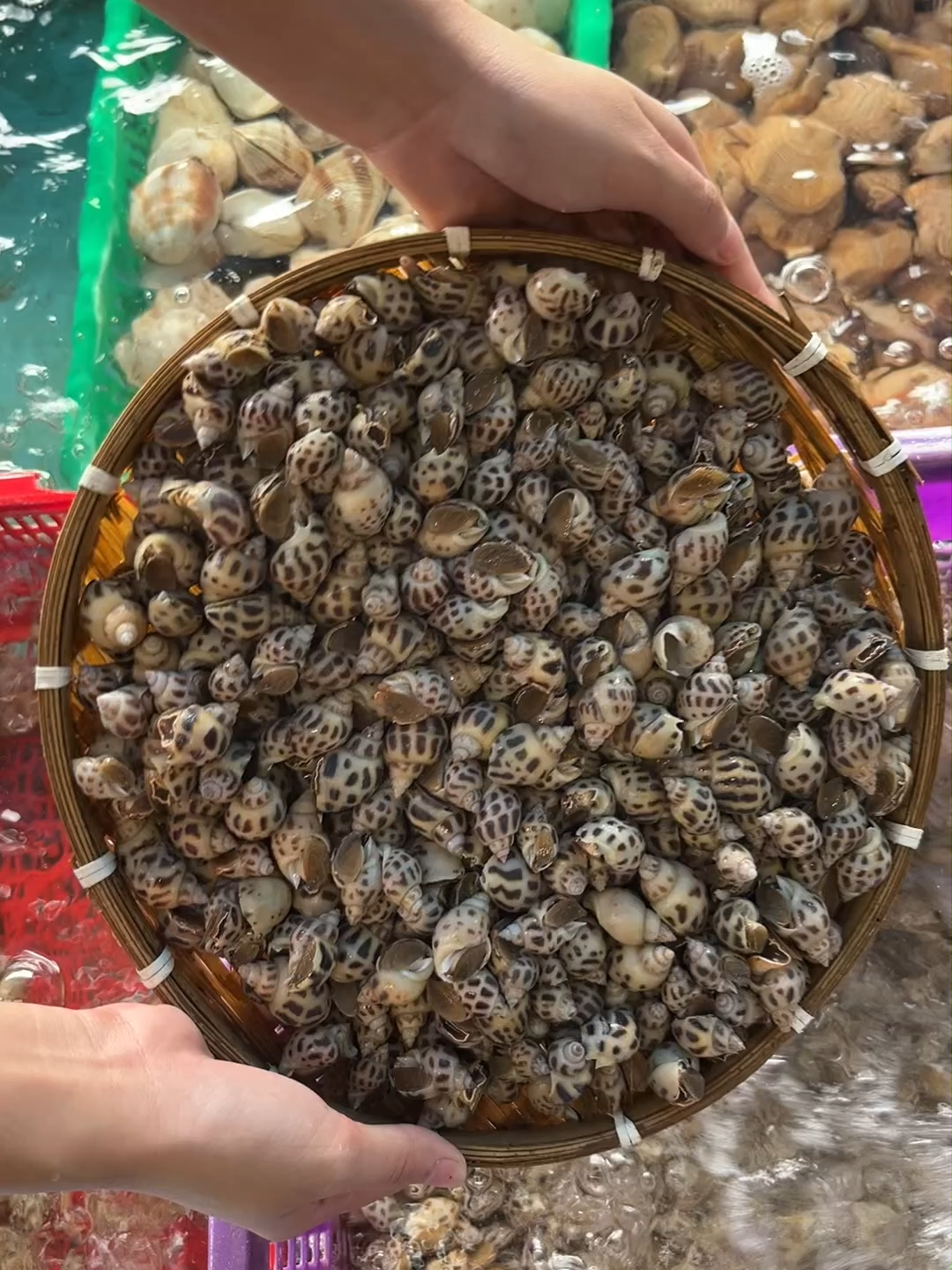 ốc hương chỉ 89 cành / kg thoi nè khách ơi , quá hời luôn ạ #haisan #haisanloc #cantho #xuhuong