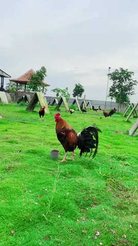 #arudam_jaya86 #4u #foryoupage #xyzbca #vypシ 