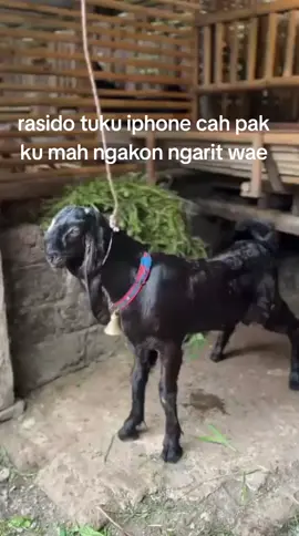 tunda sek om #kambingetawa #konteskambingkaligesing #fypシ 