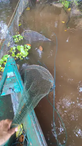 Lumayan buat lauk #patehinte 