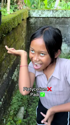 Riview malu tanaman dayutut🤣 #promomakanharian #fyppppppppppppppppppppppp #komeditiktok #komedikocak #fyp 