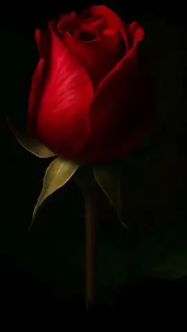 #hellotiktok  #❤️❤️❤️ #🌹🌹🌹 