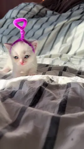 Talatubbie2025💜💚💛❤️ #muchkin #kitten #แมวเด็ก #ลูกแมว #แมวดื้อ 