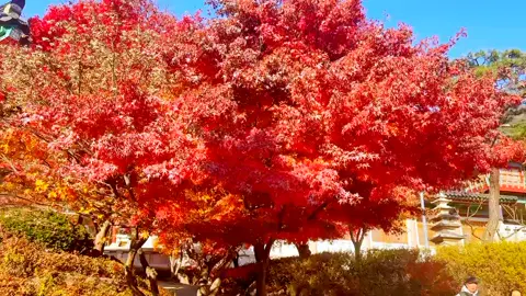 #fyp #viral #කොරියාවේ_අපි #srilankan_tik_tok🇱🇰 #foryoupage #tiktok #1millionaudition 