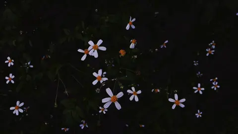 bình yên #viral #flowers #chill #binhyenシ 