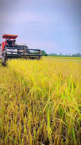 hên quá vừa rồi mưa luôn😂🌾🌾🌾#xuhuong #xuhuongtiktok #xh #uocduoclenxuhuong #dc105xตู้แอร์ @Nguyên Tuấn @buivanbam9292 @rangvn7 