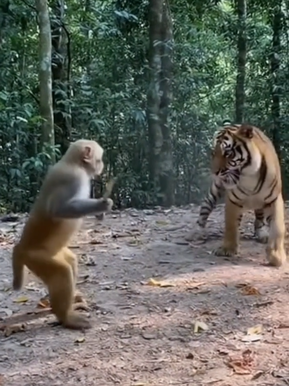 รู้จักมั้ย เฮ่งเจียซุนหงอคง😂 #คลิปai #คลิปสัตว์น่ารัก #คลิปตลก #ไซอิ๋ว #ซุนหงอคง 