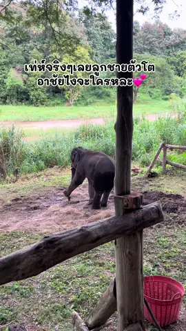 เท่ห์จริงๆเลยชัยเอ้ยยยยย #พลายแสนชัย #ช้างตระกูลแสน #ศูนย์อนุรักษ์ช้างลําปาง #พลายแสนชัยลูกแม่แสนดี 