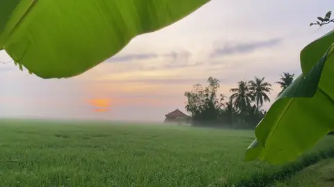 Nhìn mà nôn tết 2026 ghê#tràvinh #xuhướng @zimzimdagieu 