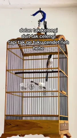 hehehe😁#cendetjatim #cendetmania #cendeters #cendeternusantara #cendetmaniaindonesia 