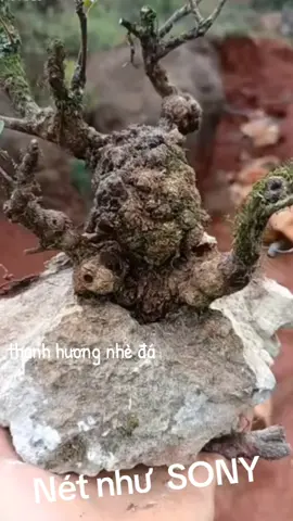 #thanhhuong #tuchabonsai #xuhuong #following 