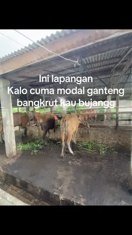 #fyppppppppppppppppppppppp #peternakmuda🐃🐂🐃 #boss #katakatamotivasi 