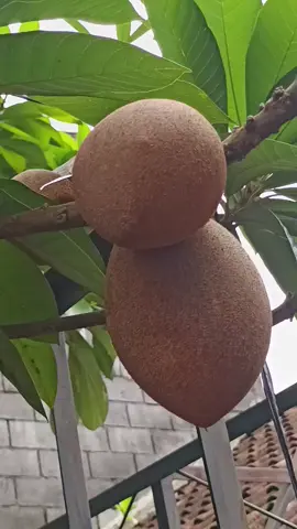 Fresh cangkok ready #saworaksasa #mameysapote #buahlangka #sawo #tanamanbuah 