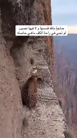 #شعراء_وذواقين_الشعر_الشعبي 