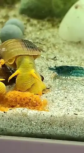 Aqua Birne - Premium Paprika Sticks / Pellets | Zusatzfutter - Geeignet für Garnelen & Schnecken & Krebse & Krabben & Fische - Reich an natürlichen Vitaminen und Mineralstoffen - Verstärkt die Ausfärbung - Hohe Akzeptanz - 100% natürliche Zutaten in höchster Qualität Premium Paprika Sticks - kräftige Farbe trifft natürliche Nährstoffe für Ihre Aquarienbewohner Sie möchten Garnelen, Schnecken, Krebsen und anderen Aquarienbewohnern eine besonders schmackhafte, pflanzliche Abwechslung bieten? Dann sind unsere Premium Paprika Sticks genau das Richtige.🤠👍 Hergestellt aus 100 % naturbelassener, schonend getrockneter roter Paprika - ganz ohne Zusätze, Füllstoffe oder sonstige künstliche Stoffe. Die leuchtend rote Frucht bringt nicht nur Farbe ins Futter, sondern liefert natürliche Carotinoide - diese werden in der Aquaristik für ihre Rolle bei der Farberhaltung geschätzt. Die Sticks sind leicht zu portionieren, sinken zuverlässig ab und werden auch von pflanzenfressenden Fischen wie Welsen oder Guppys gerne angenommen. Mehr als nur Futter für Garnelen, Schnecken und andere Aquariumtiere: Meine Premium Paprika Sticks sind nicht nur ein hervorragendes Garnelenfutter / Schneckenfutter, sie können noch viel mehr! In meiner Zuchtanlage werden alle (Zwerggarnelen, Aquariumschnecken, Krebse und Krabben) damit gefüttert. Fischarten wie z.B: Guppys, Welse, Panzerwelse, Platys, Salmler, Barsche, Bärblinge, Guramis, und andere fressen auch gerne die Paprika-Sticks, sobald diese im Aquarium den Boden erreichen. Auch Krebse und Zwergflusskrebse (z. B. CPOs) knabbern gerne an dem feinen Futter und schnappen sich ihren Teil. --- Birnes Aquarium Zuchtanlage: Zwerggarnelen / Garnelen, Aquariumschnecken / Wasserschnecken, Krebse, Krabben, Wasserpflanzen, Moose uvm. 🦐🌿 Aquarium Tiere, Premium Futter, wertvolle Tipps und vieles mehr auf: Aqua-Birne . de 🐌🦞 ▶️ Folgen und linken nicht vergessen :) Aquaristische Grüße Daniel Birnbaum, die Aqua Birne 🍐 . . . #Aquarium #garnelenfutter #schneckenfutter #neocaridina #caridina 