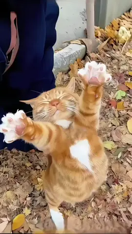 กอดหน่อยนุด #สัตว์เลี้ยงtiktok  #แมวน่ารัก  #ฟีดดดシ 