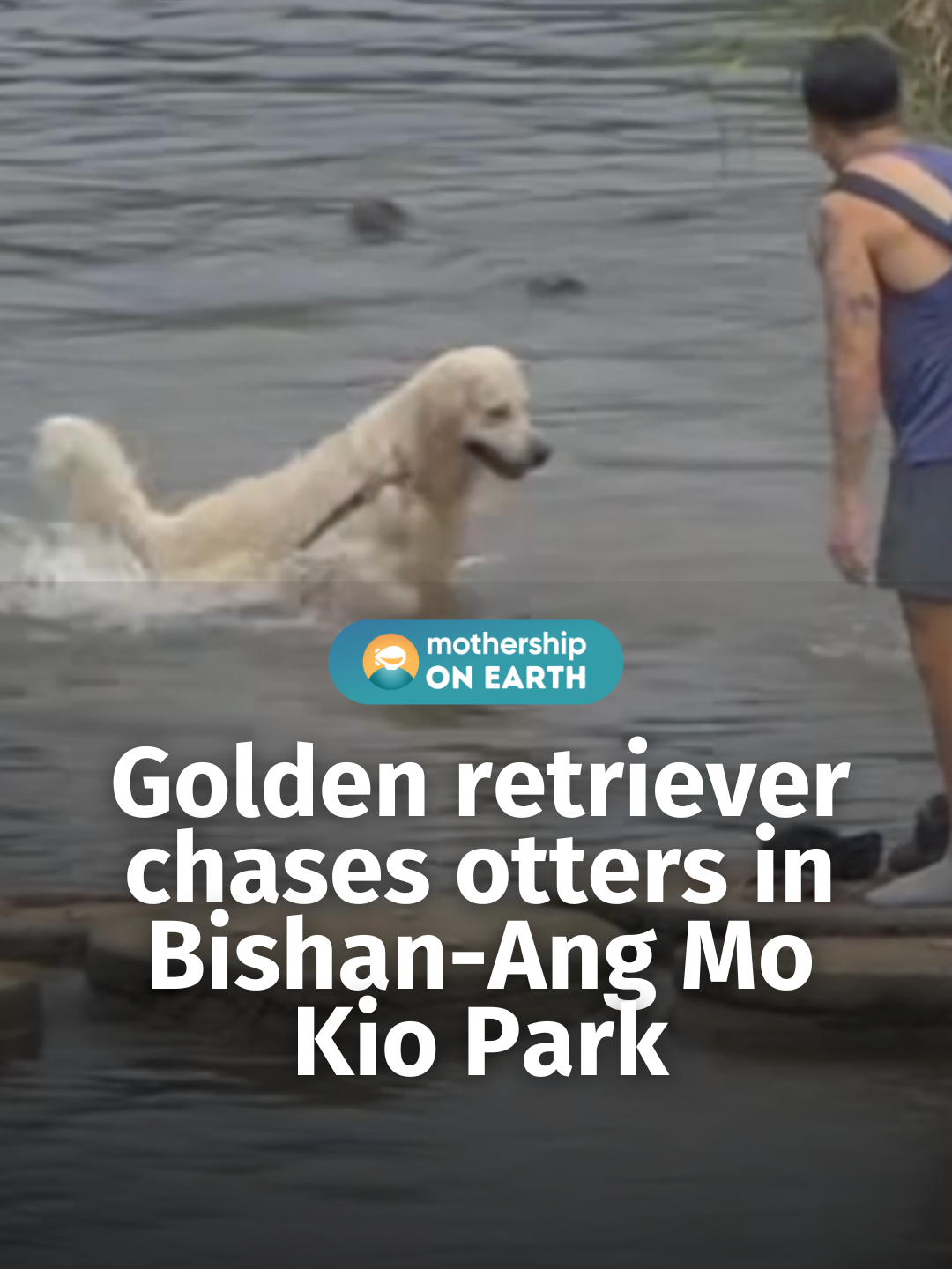 No otters or dogs were harmed. #tiktoksg #sgnews