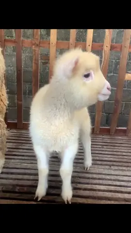 🐻‍❄️🐻‍❄️🐻‍❄️