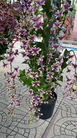 Tác phẩm tiền lồng nguyên tại hội thi Vĩnh Long#phonglan #landendro #hoalan #đồngthap #vietnamese 